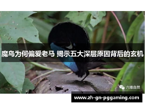 魔鸟为何偏爱老马 揭示五大深层原因背后的玄机